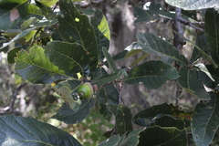 Quercus liebmannii