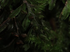 Hymenophyllum wilsonii