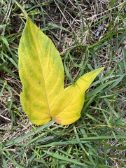 Magnoliopsida