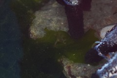 Haliclystus sanjuanensis