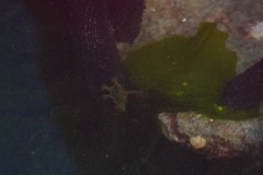 Haliclystus sanjuanensis