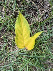 Magnoliopsida