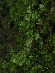 Hymenophyllum wilsonii