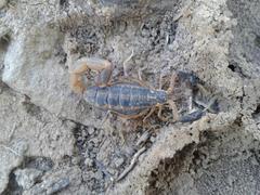 Uroplectes triangulifer