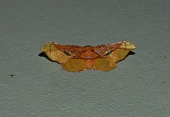 Belonoptera selenioides