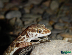 Bunopus tuberculatus