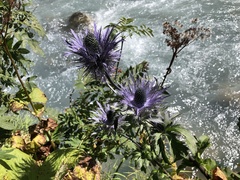 Eryngium alpinum