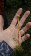 Hypholoma marginatum