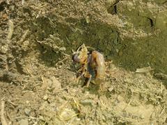 Uroplectes triangulifer