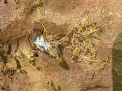 Uroplectes triangulifer