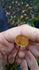 Hypholoma marginatum