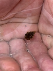 Chilomycterus antillarum