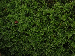 Hyocomium armoricum