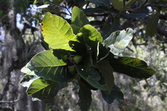 Quercus obtusata