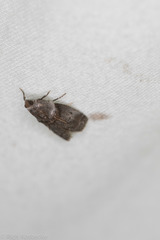 Acrobasis texana