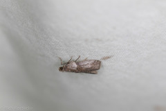 Acrobasis texana