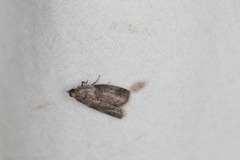 Acrobasis texana