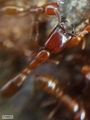 Dorylus helvolus