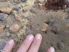 Dorylus helvolus