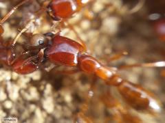Dorylus helvolus