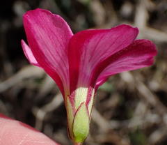 Oxalis pendulifolia