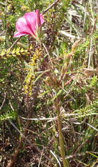 Oxalis pendulifolia