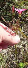 Oxalis pendulifolia