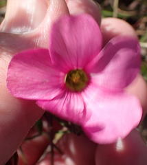 Oxalis pendulifolia