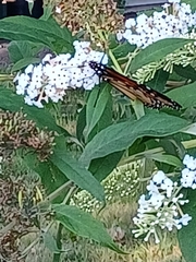 Danaus plexippus