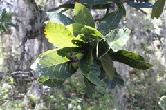 Quercus obtusata