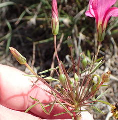 Oxalis pendulifolia