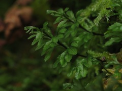 Hymenophyllum wilsonii