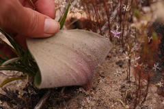 Eriospermum lanuginosum