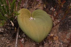 Eriospermum lanuginosum