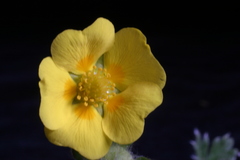 Potentilla nivea