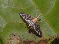 Spilomela perspicata