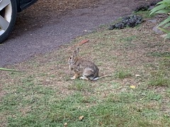 Sylvilagus floridanus