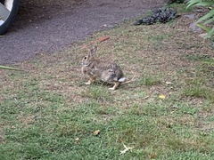 Sylvilagus floridanus