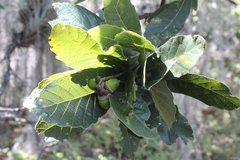 Quercus obtusata