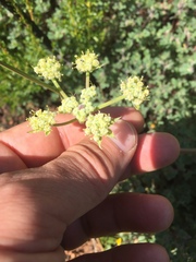Lomatium dasycarpum