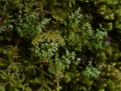 Hymenophyllum wilsonii