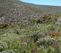 Leucospermum pluridens