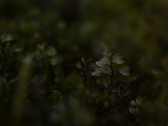 Hymenophyllum wilsonii