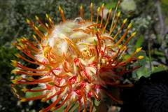 Leucospermum pluridens
