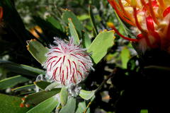 Leucospermum pluridens