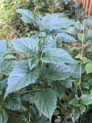 Viburnum edule