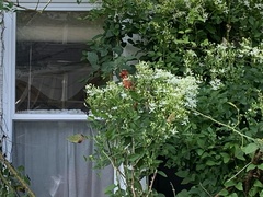 Cardinalis cardinalis