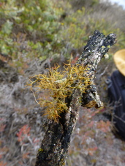 Teloschistes puber