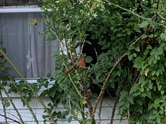 Cardinalis cardinalis