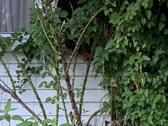 Cardinalis cardinalis